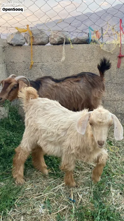 شاه مع ولدها عمره تقريبا 6اشهر 2