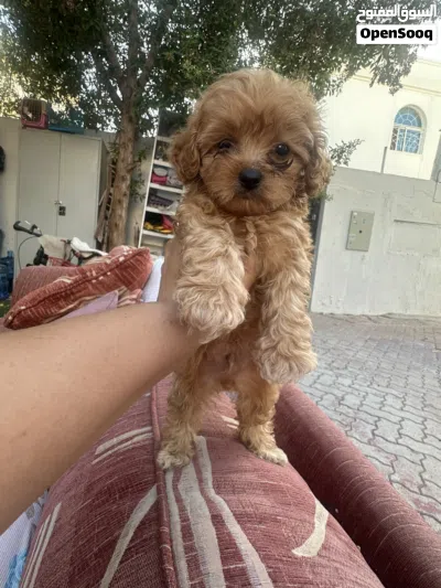 Maltipoo male 2