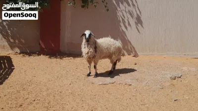 فطيمه وطنيه ربي يبارك سلاله توميه مشالله عمرها ف7شهور سليمه من الامراض.. 4