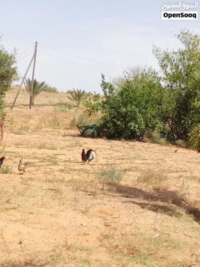 دجاج للبيع 4