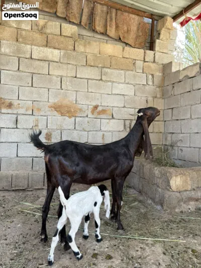 صخله كاموري اول بطن خشنه كلش وراها فحل بكري 3
