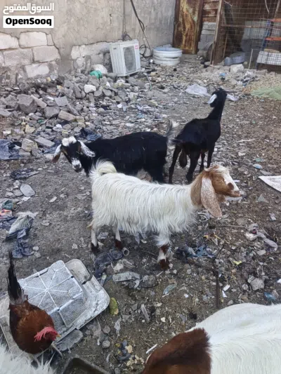 ماعز البيع 3