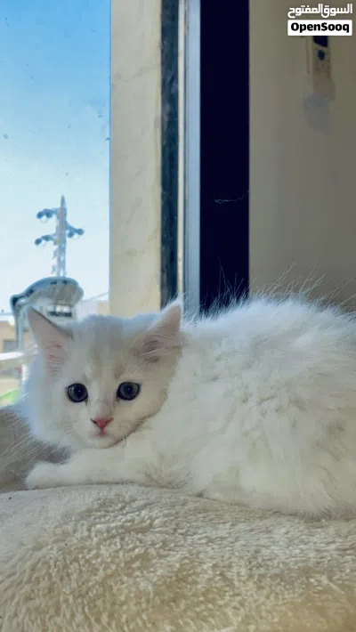 قط شرازي للبيع 3