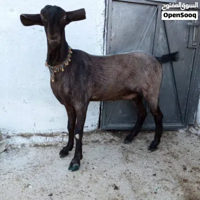 جدعه توووووووب 4