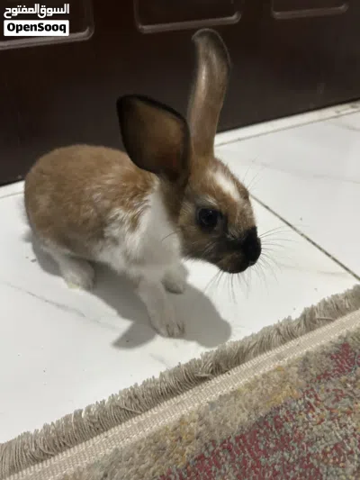 أرنب للبيع 4