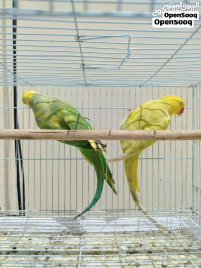 للبيع مجموعه ببغاوات مختلفه طيور محليه ومنتجه 2