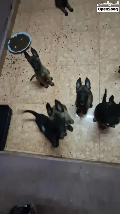 ,بلجم مالينوا Beljam Malinois 4