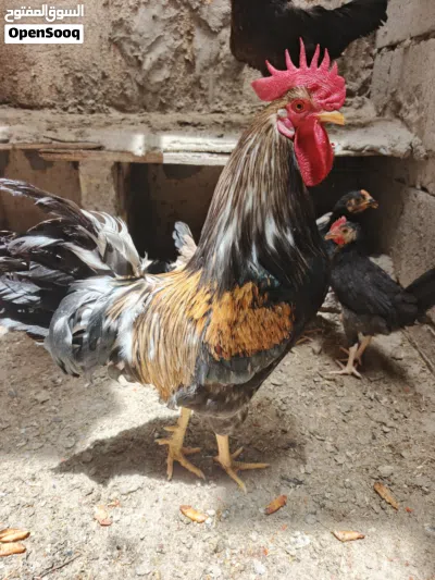 ديج للبيع البصره الزبير 2