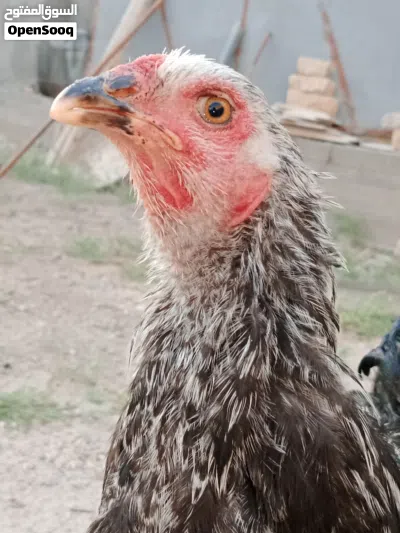 دجاج برهما مستعجل على بيعتهن 3