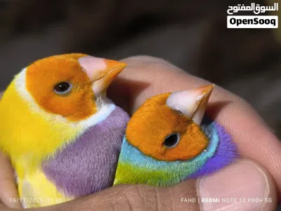 جولديان فنش Gouldian finches 2