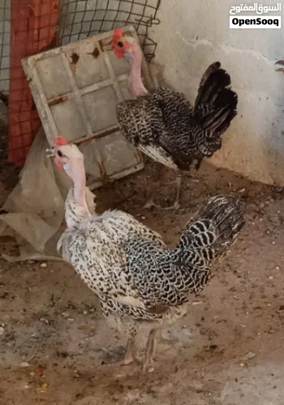 دجاجه عربيه ورها افراخ برانكز فضي المصري الصلي بلذمه 4