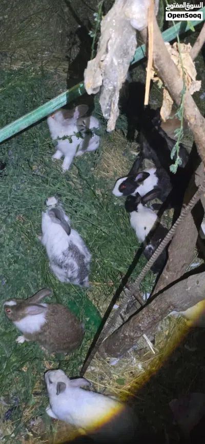 للبيع ارانبً مختلف الأنواع عماني وهجين وفرنسي احجام كبيرة ومتوسط وصغير السعر على حسب النوع 2