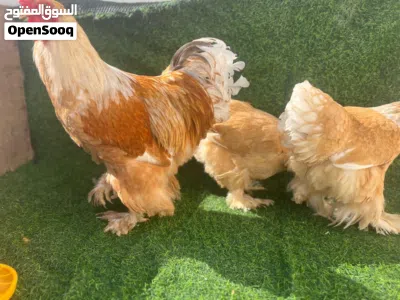 كوبيا براهما ليموني طوق ابيض 3