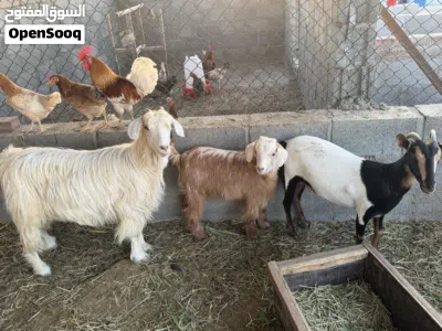 للبيع مجموعة اغنام 2