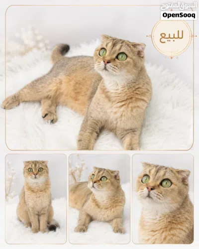 انثى سكوتش فولد 2