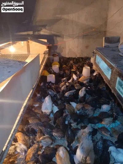 فرحات عمر شهرين300حبه ما في يمكن 20ديك مطلوب بالحبه دينارين ماخذات جميع المطاعم صحه ونضافه 2