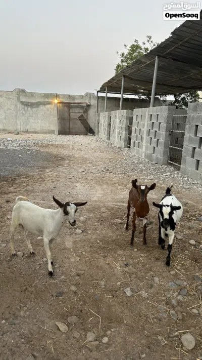 أغنام صلاليه 4