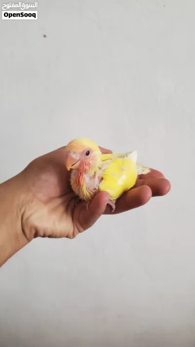فرخ روز تأكيل يدوي 4