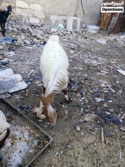 ماعز البيع 3