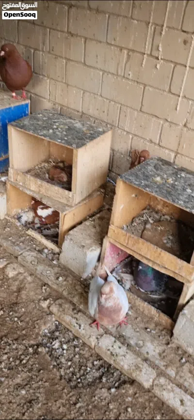 للبيع حمام زينة جملة 2