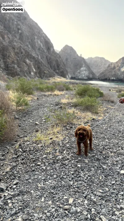 توي بودل احمر للبيع Red toy poodle for sale #poodle #redtoypoodle 4
