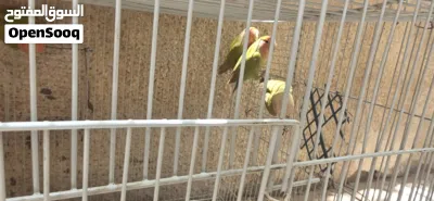 روز محلي بأفضل صحة 3