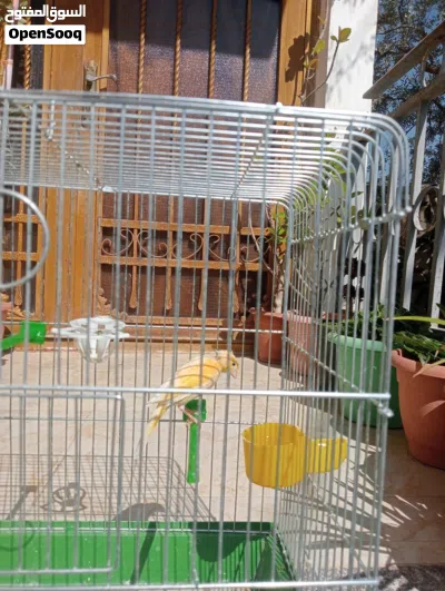 طيرة كنار جزريه جاهزه على الفحل 2