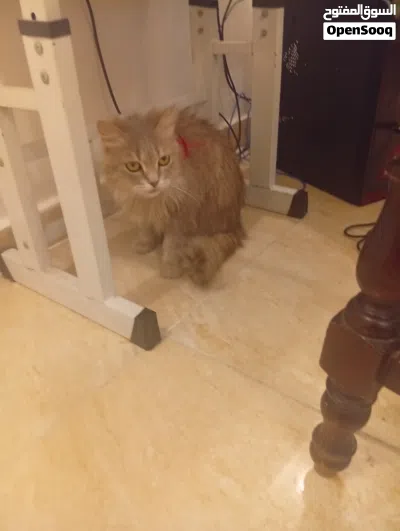 قطة شيرازي 2
