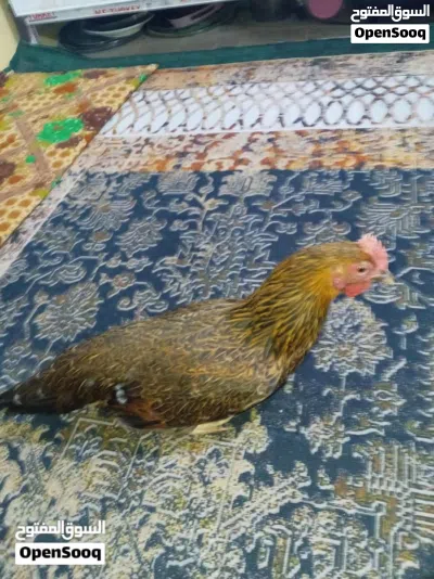 دجاج 2 كوجي و2 عرب اصلي مكان في التنومه 3