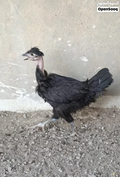 فروجه ام ركيبه العمر 3 اشهر. صحه فول 3