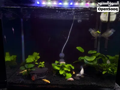polar parrot, gourami fish 4