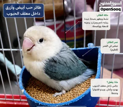 زوج غندوره للبيع اليفات 4