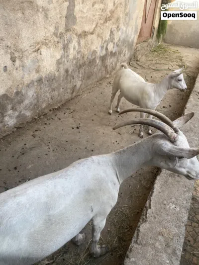 شاه صلاحيه وبنتها ماشاءالله تبارك الرحمن فل سمنة الجاد يتواصل وفاله طيب 2