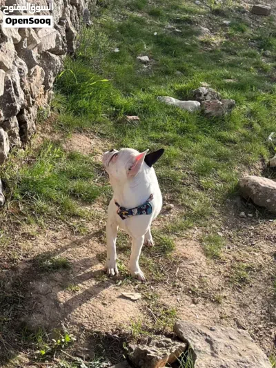 فرينش بودلوغ ميني 3