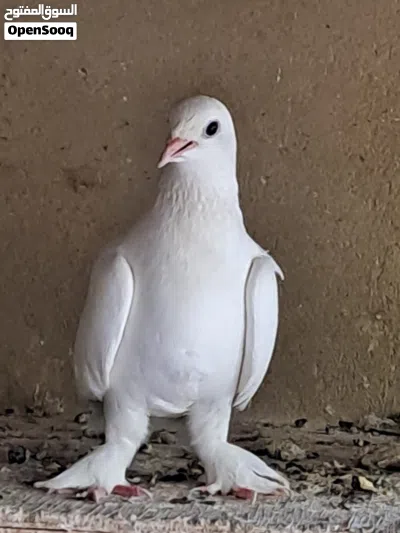 حمام للبيع شوف الوصف مهم 4