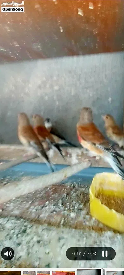 متوفر طيور تفحي وطيور خضري 4