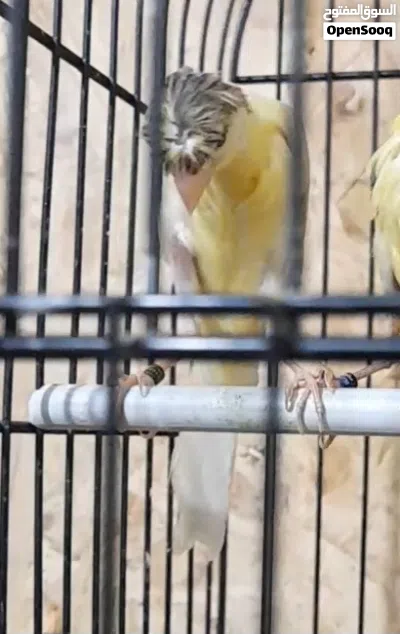 مخلف بندوق مقمبر 4