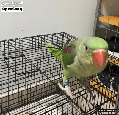 للبيع بغبغاء نيبالي 4