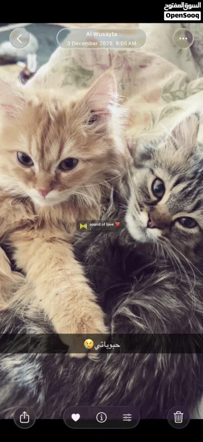 قطط للتبني 2