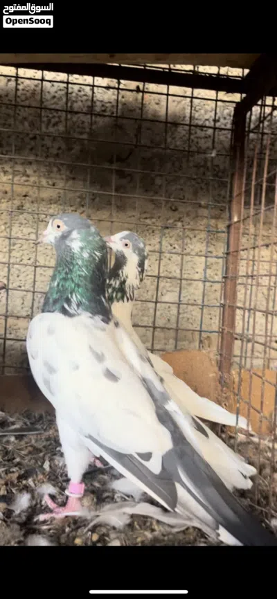 حمام لوت +حمام باكستاني 2