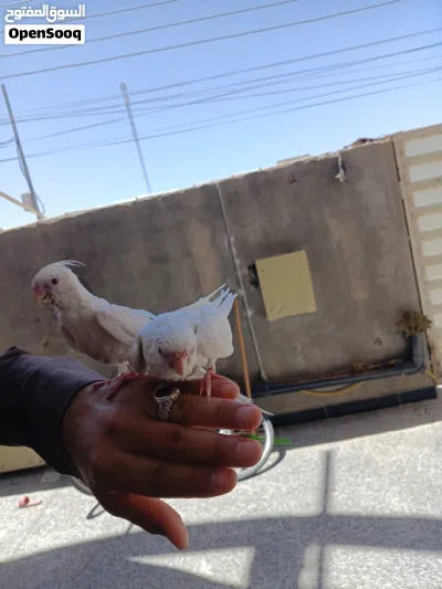 زوج كوكتيلات البينو ربه طينه عمر 4 اشهر يطلع خارج منزل وين ماتروح وراك تصيحله يجيك 4