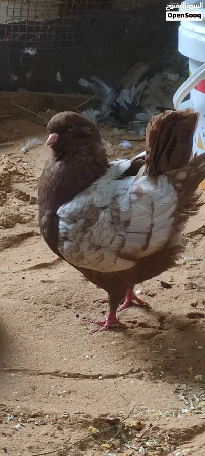 انثي ميني للبيع 3