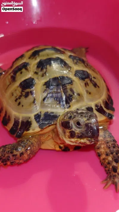 High-quality turtles available 3