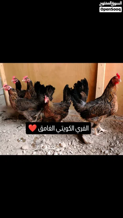 دجاج كويتي من ارقى المستويات والرس الاصلي 4