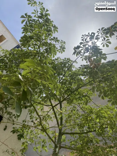 شجرة زينة جميلة 2