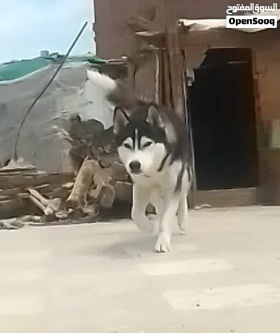 كلب هاسكي للبيع 2