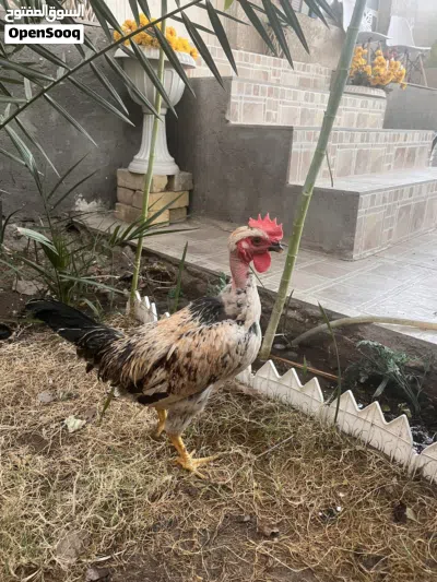 مجموعة دجاج للبيع 2