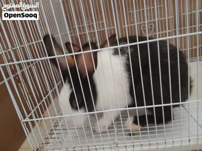 Couple Rabbits 2