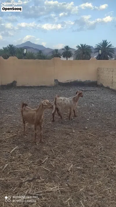 للبيع شوهات للبيع او البدل بجعد 2