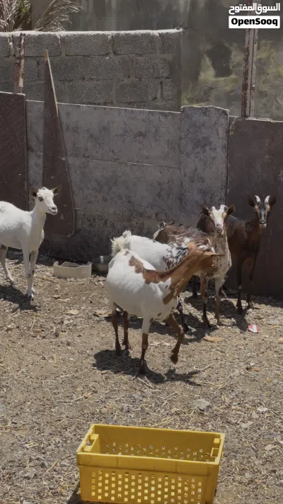 للبيع 5 أغنام 2
